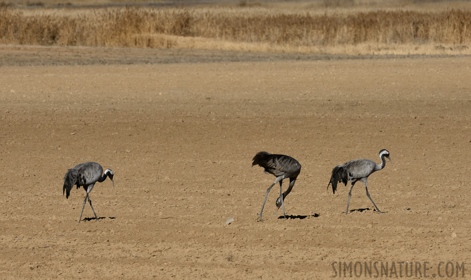 Grus grus [400 mm, 1/800 Sek. bei f / 16, ISO 800]